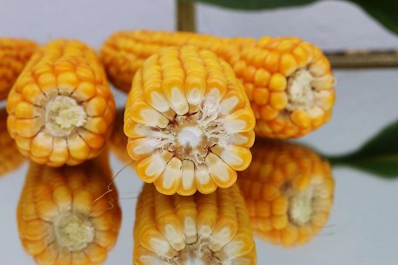 Howard Kein Lemken Schwenkpflug 4 scharig Howard SPS4 mit 180 cm Arbeitsbreite für Schlepper ab 80PS hydraulische Schnittbreitenverstellung rationeles Pflügen mit Hoher Flächenleistung ideal für Biobetriebe zur Beikrautbekämpfung mit 5 cm Schältiefe