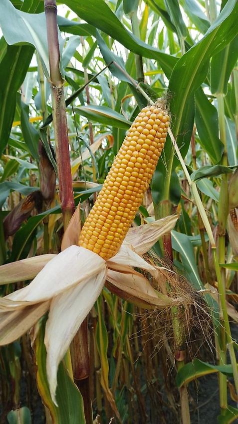 Howard Kein Lemken Schwenkpflug 4 scharig Howard SPS4 mit 180 cm Arbeitsbreite für Schlepper ab 80PS hydraulische Schnittbreitenverstellung rationeles Pflügen mit Hoher Flächenleistung ideal für Biobetriebe zur Beikrautbekämpfung mit 5 cm Schältiefe