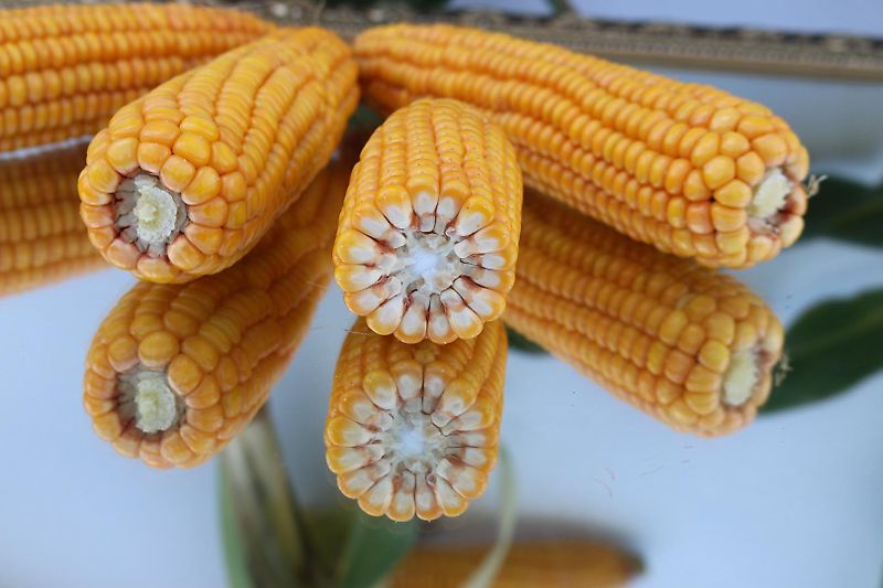 Howard Kein Lemken Schwenkpflug 4 scharig Howard SPS4 mit 180 cm Arbeitsbreite für Schlepper ab 80PS hydraulische Schnittbreitenverstellung rationeles Pflügen mit Hoher Flächenleistung ideal für Biobetriebe zur Beikrautbekämpfung mit 5 cm Schältiefe