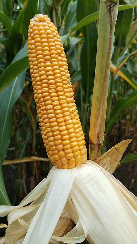 Howard 2m Kurzgrubber Frontgrubber Vorbaugrubber Hitch