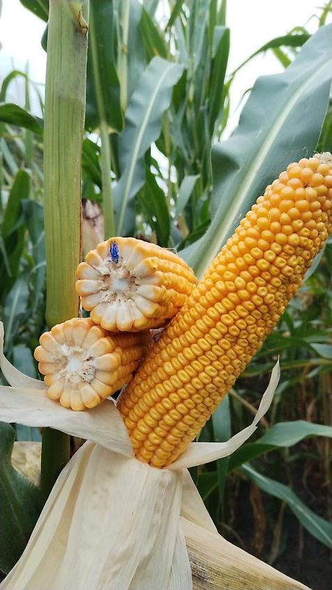 Howard 2m Kurzgrubber Frontgrubber Vorbaugrubber Hitch