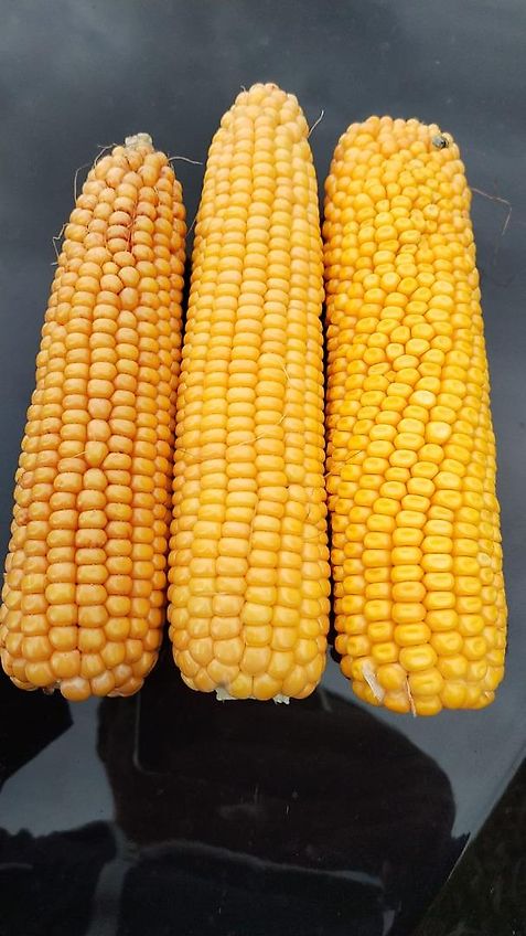 Howard 2m Kurzgrubber Frontgrubber Vorbaugrubber Hitch