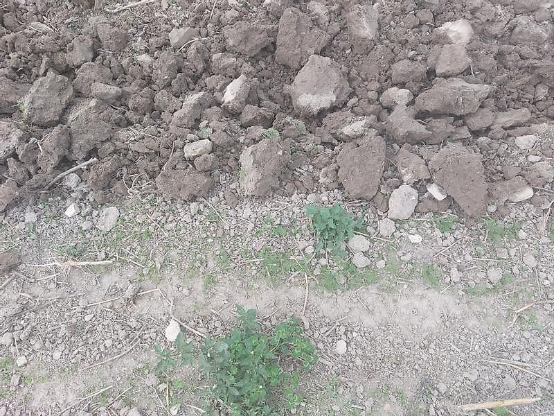 BM Maschinenbau Flach Grubber mit Striegel für besonders schonende Bodenbearbeitung Bio/ Öko